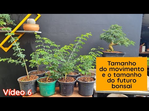 Creating trunk movement in bonsai seedlings.