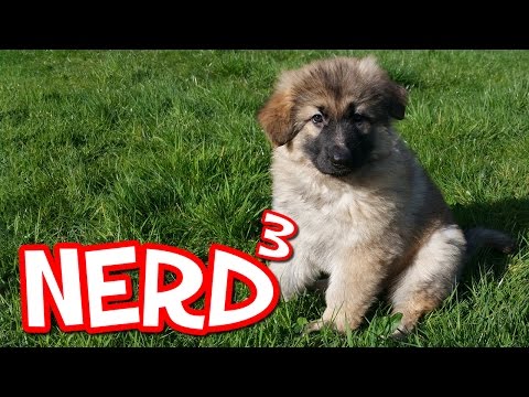 No Videos Until Monday. Here is a Puppy.