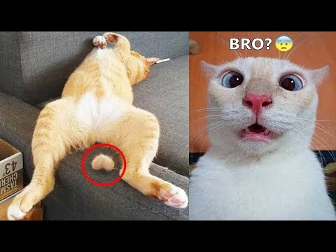 New Funny Animals 2023 😂 Funniest Cats and Dogs Videos 😻🐶 Part 8