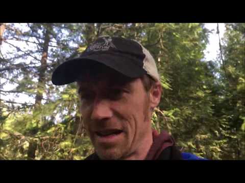 Yamadori Bonsai - Ponderosa and Fir Bonsai