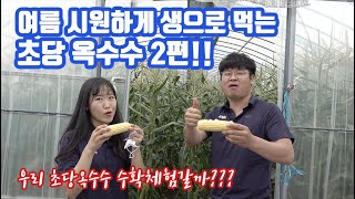 여수 초당옥수수 수확!!!! 우리 옥수수밭 데이트 갈까요? 현장에서 판매하는 초당옥수수 여러분을 여수밤바다로…