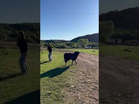 Rescatando a mi ahijada de un ataque de carnero #tacuarembó #travel #valleeden