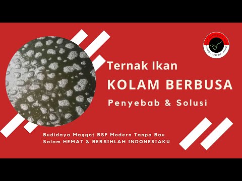 Tatar kontol kecil Anggota terkecil di dunia.