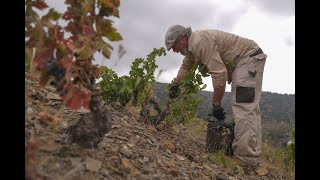 Mas de la Rosa - Familia Torres