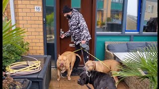 Morning walk with my XL American bullies and feeding time.