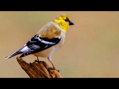 Stehlík zlatý (Spinus tristis) — video o speve a chove