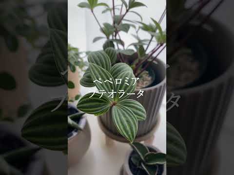 ペペロミア 光のない暗闇でも育つ、管理が簡単な植物