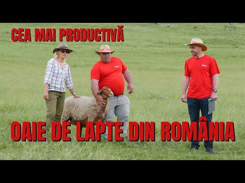, title : 'Cea mai productivă oaie de lapte din România / România văzută din tractor'