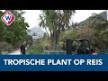 6 meter hoog en 2500 kilo zwaar... Tropische plant op reis door Leidse straten - OMROEP WEST