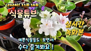 2024년 11월 16일  예쁜식물들 보면서 랜선으로 아이쇼핑하면서  수다즐겨봐요. #양재꽃시장 #식물튜브 …