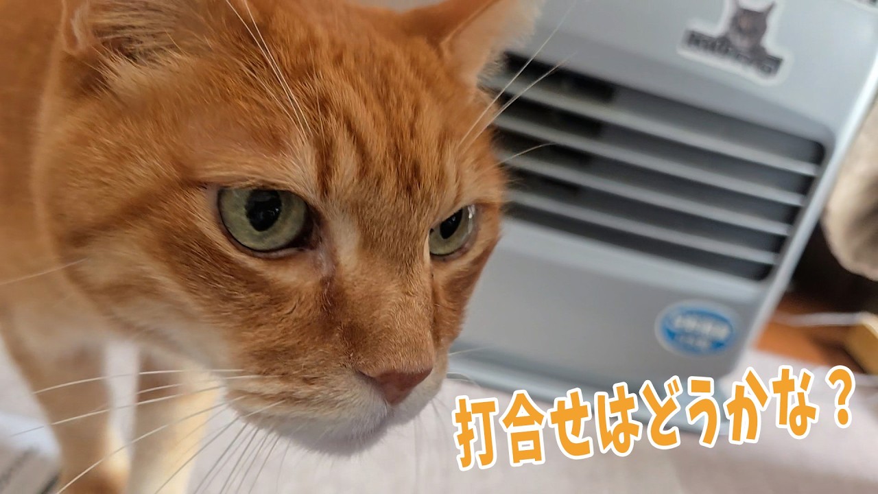 外壁工事開始　猫達の様子　【４猫暮らし1500s】