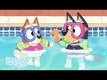 Het Zwembad Volledige Aflevering Bluey Officieel Nederlands Kanaal