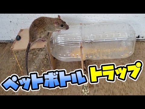 ペットボトルを使ってネズミを追い払うことができたらどうしますか?使用説明書！  庭園