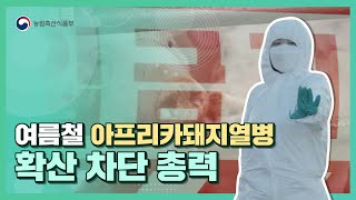 여름철 아프리카돼지열병 확산 차단을 위해 총력 대응합니다!