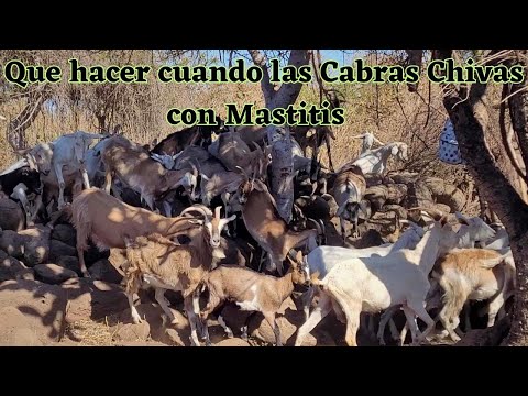 , title : 'Cabras Chivas con Mastitis y que usar para curarlas'