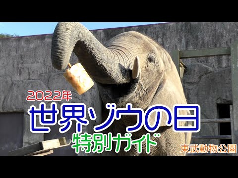 2022年　世界ゾウの日　特別ガイド　　東武動物公園