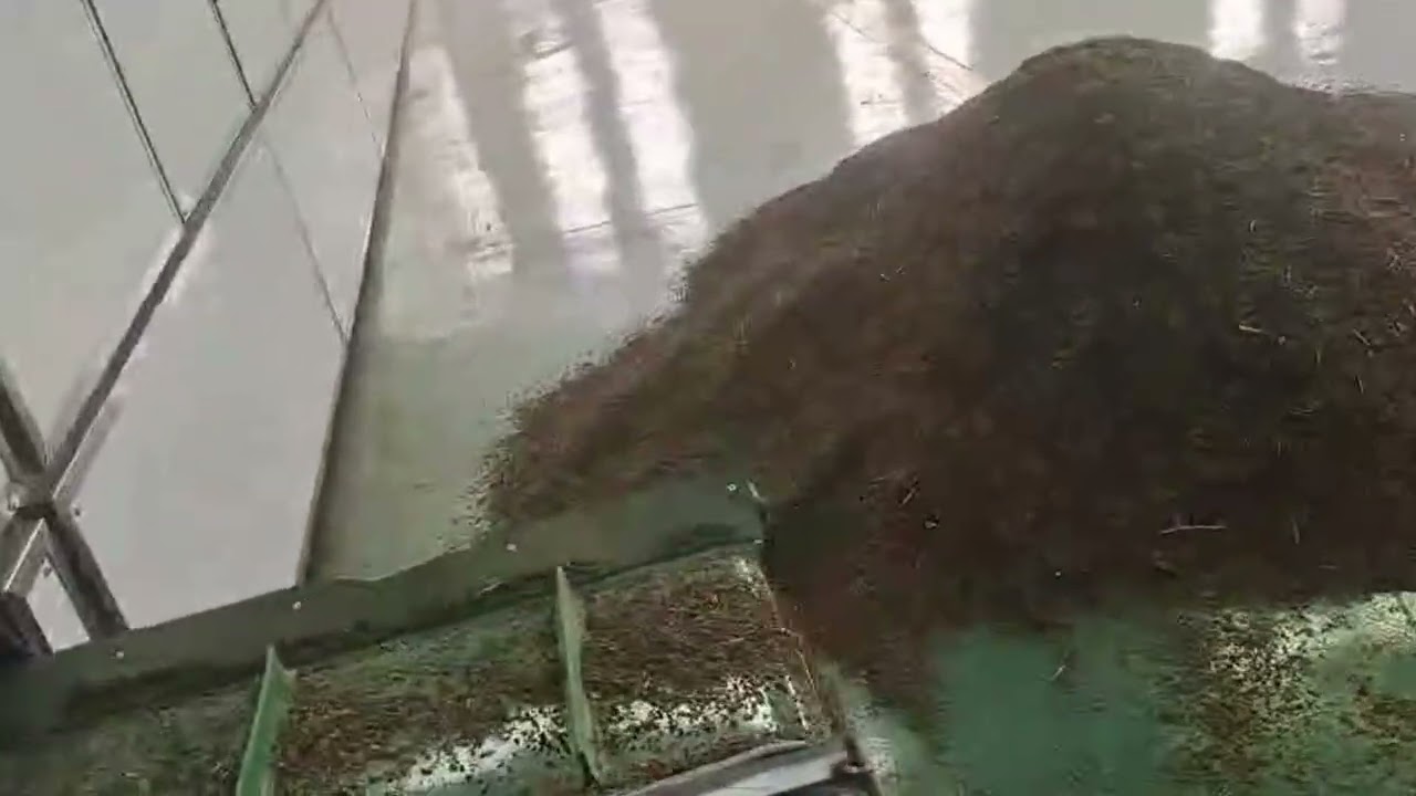 Wild Chrysanthemum Dryer