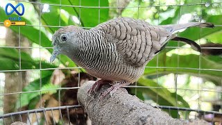 Download lagu Merbok kampung kuaw mp3