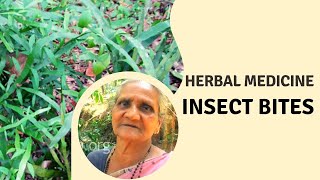 Herbal cure for insect bites