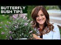 Butterfly Bush Care Tips Garden Answer