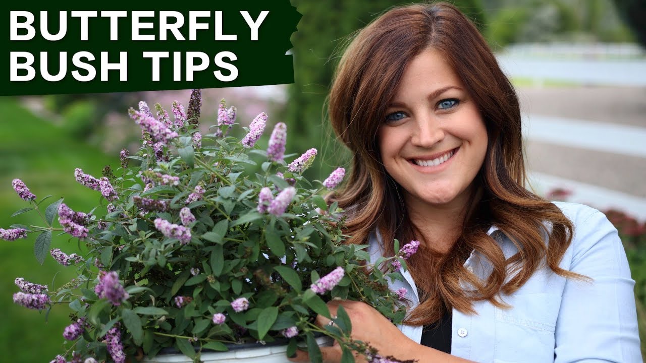 Butterfly Bush Care Tips // Garden Answer - YouTube