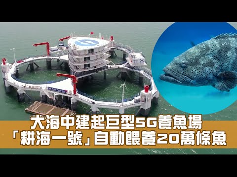 大海中建起巨型5G養魚場 「耕海一號」自動餵養20萬條魚