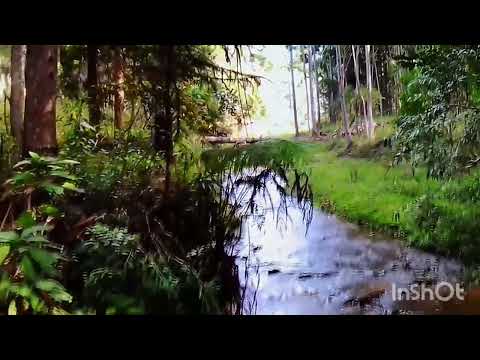 Mostrando umas belas imagens da zona rural de Cabo Verde-MG!#minasgeraisbrasil #vidanaroça #fazenda