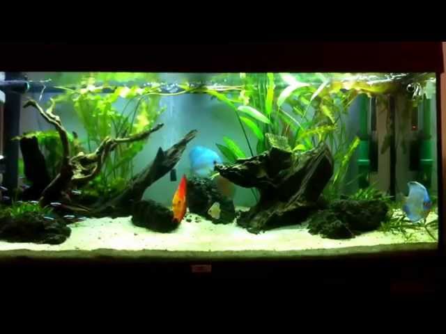 Discus fish Tank