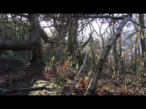 The Hazel Tree: How to Identify, and Facts.