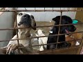 Rondônia confirmou dois casos de leishmaniose e mais de dez cães foram sacrificados em Cacoal