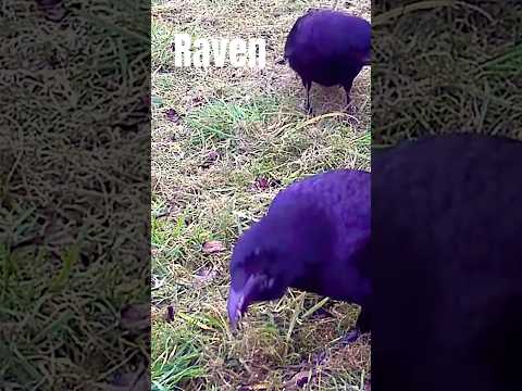 Raven, Carrion Crow & Magpie Forage Together  Incredible Smart Birds Searching for Food in the Grass