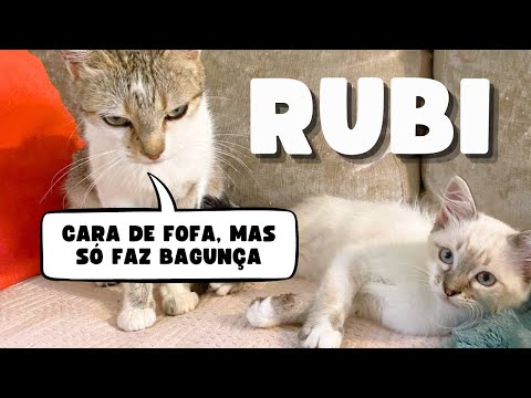 RUBI | A FILHOTINHA COM CARA DE FOFA QUE TOCA O TERROR