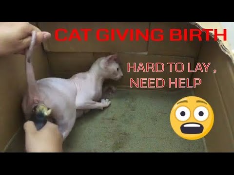 🥰Sphynx Cat Giving birth ,Cats are hard to lay , need help !!!Part 2 | Sphynx Kittens