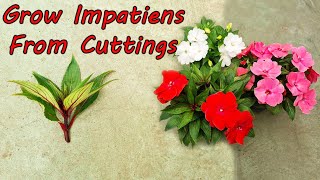 How to Propagate & Grow Impatiens from Cuttings | Impatiens plant care