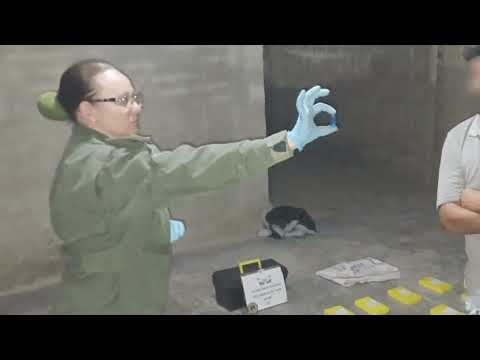 Descubren tráfico de Cocaína en cargamento de bananas, en Rawson, San Juan.