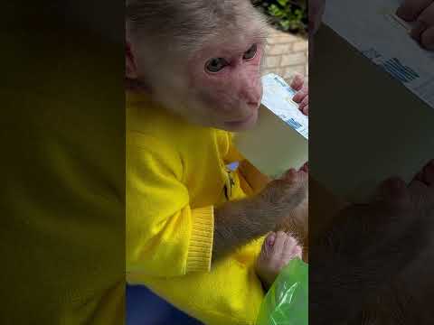 So cute! Monkey Max opens yogurt jar #monkey #funnyanimal #Short