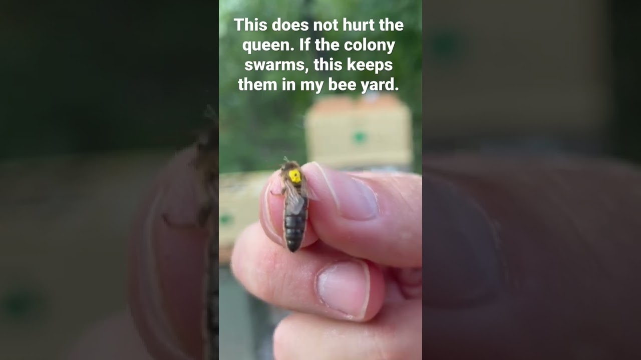 Queen Bee Wing Clipping! #shorts #short #honeybee #queenbee #beekeeping #beekeeper #bees #apiary