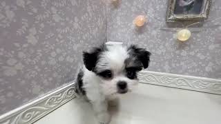 ハーフ犬の動画01