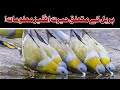 A Important Information About Yellow Footed Green Pigeon|AirHunter PK