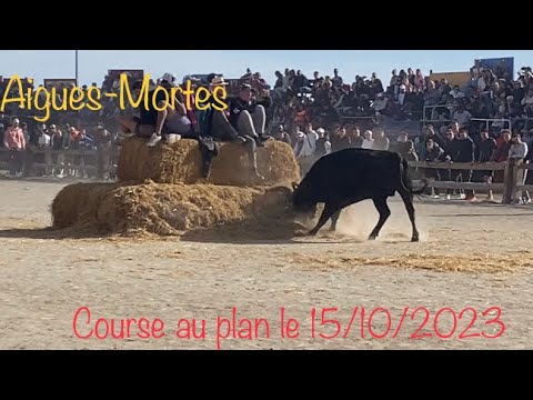 Course au plan à Aigues-Mortes 🇫🇷 le 15/10/2023 la course du 2eme taureau en entier 👀