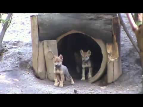 Nacen ocho crías de Lobo Mexicano en el Zoológico Los Coyotes  Crias Lobo Mexicano