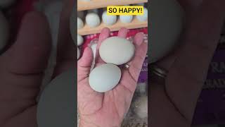 Let's Collect Today's Eggs! #fun #chicken #backyardchickens #love  #egg #food