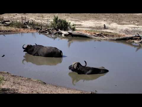 Djuma: Two Buffalo linger behind-one limping - 15:04 - 11/15/18