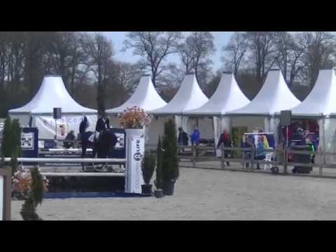 Giovanni (Bernini x Numero Uno) 4 years stallion