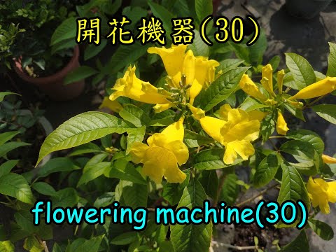 黃鐘花風水