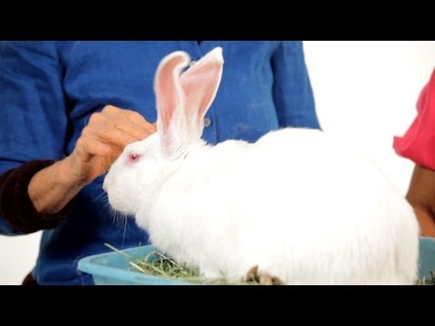 Do Rabbits Get Along with Other Pets? | Pet Rabbits