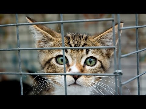 Where to Get a Cat | Cat Care - YouTube