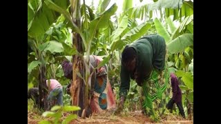 Farmers on the Move - AU Media Fellowship Production