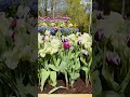 Flowers Are Like Friends They Bring Color To Your World Flowerscape Blooming Bloomingflowers