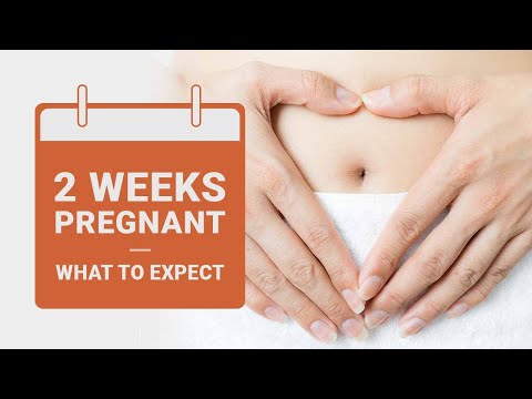 2 Weeks Pregnant - What to Expect | Pregnancy Week by Week